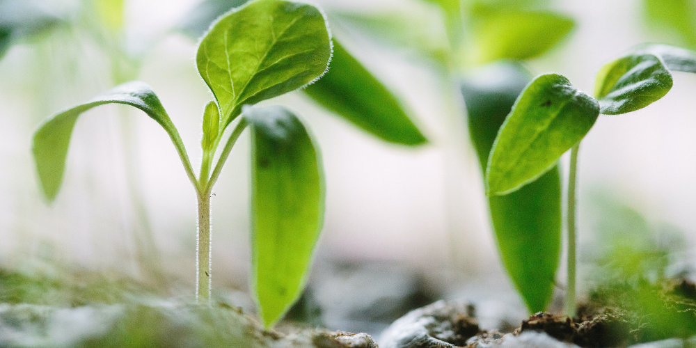 A close-up image of growing seedlings that may require pH measurement for successful development
