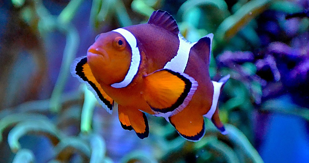 a clownfish in a coral reef fish tank