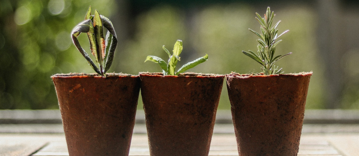an image of plant pots with seedlings
