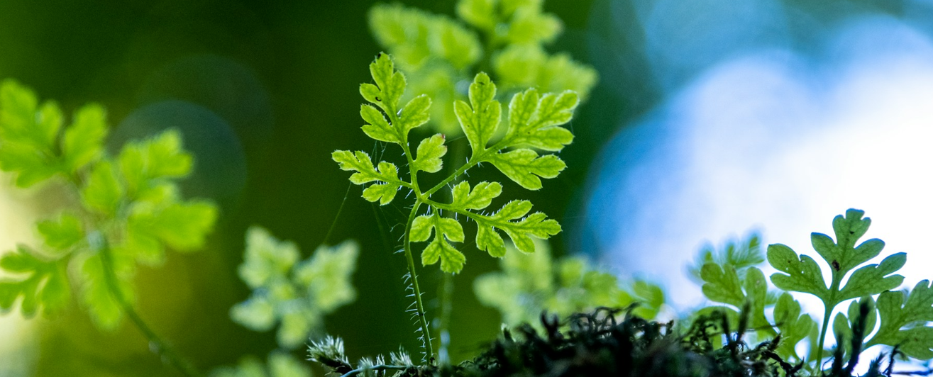 an image of plants growing in soil